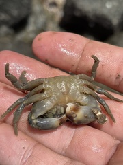 Pleocyemata