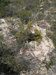 Scholtzia uberiflora