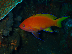 Pseudanthias pleurotaenia