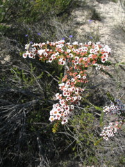 Scholtzia uberiflora