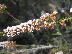 Scholtzia uberiflora