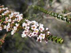 Scholtzia uberiflora