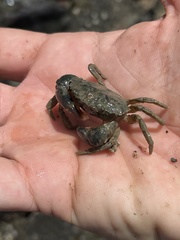 Pleocyemata