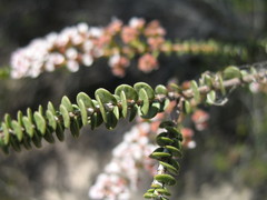 Scholtzia uberiflora