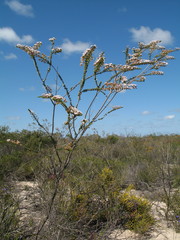 Scholtzia uberiflora
