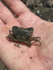 Pleocyemata
