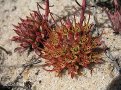 Darwinia virescens