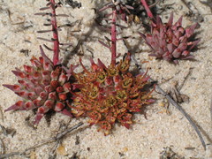 Darwinia virescens
