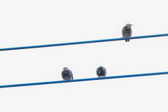 Spodiopsar cineraceus