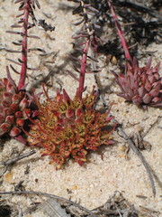 Darwinia virescens