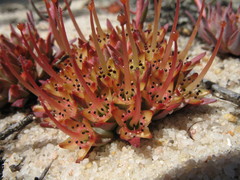 Darwinia virescens