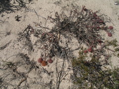 Darwinia virescens