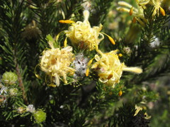 Petrophile scabriuscula