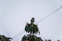 Spodiopsar cineraceus