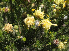 Petrophile scabriuscula
