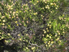 Petrophile scabriuscula