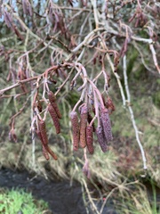 Alnus glutinosa