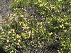 Petrophile scabriuscula