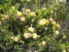 Petrophile scabriuscula