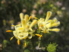 Petrophile scabriuscula
