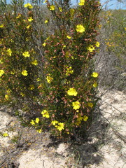Hibbertia acerosa