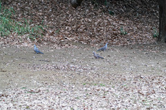 Streptopelia orientalis