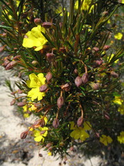 Hibbertia acerosa