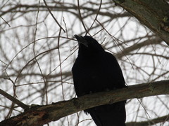 Corvus frugilegus