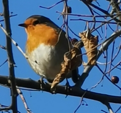 Erithacus rubecula
