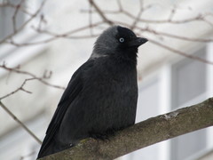 Corvus monedula