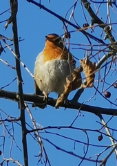 Erithacus rubecula
