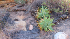 Aloe perfoliata