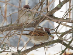 Passer montanus