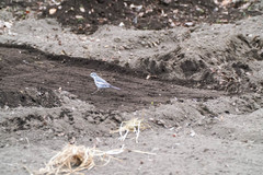 Motacilla alba lugens