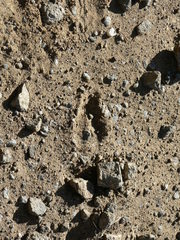 Raphicerus campestris campestris