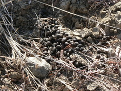 Raphicerus campestris campestris