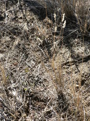 Fingerhuthia africana