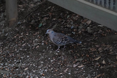 Streptopelia orientalis