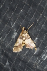 Nacoleia mesochlora