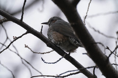 Hypsipetes amaurotis