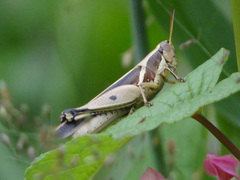 Phaeocatantops decoratus
