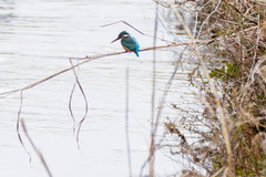 Alcedo atthis