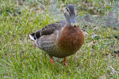 Anas platyrhynchos × zonorhyncha