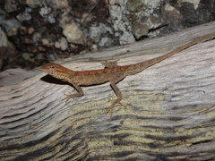 Anolis meridionalis