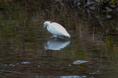 Egretta garzetta