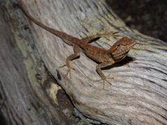 Anolis meridionalis