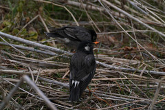 Spodiopsar cineraceus