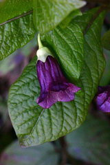 Scopolia caucasica