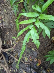 Bolbitis heteroclita