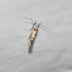 Lichenaula laniata